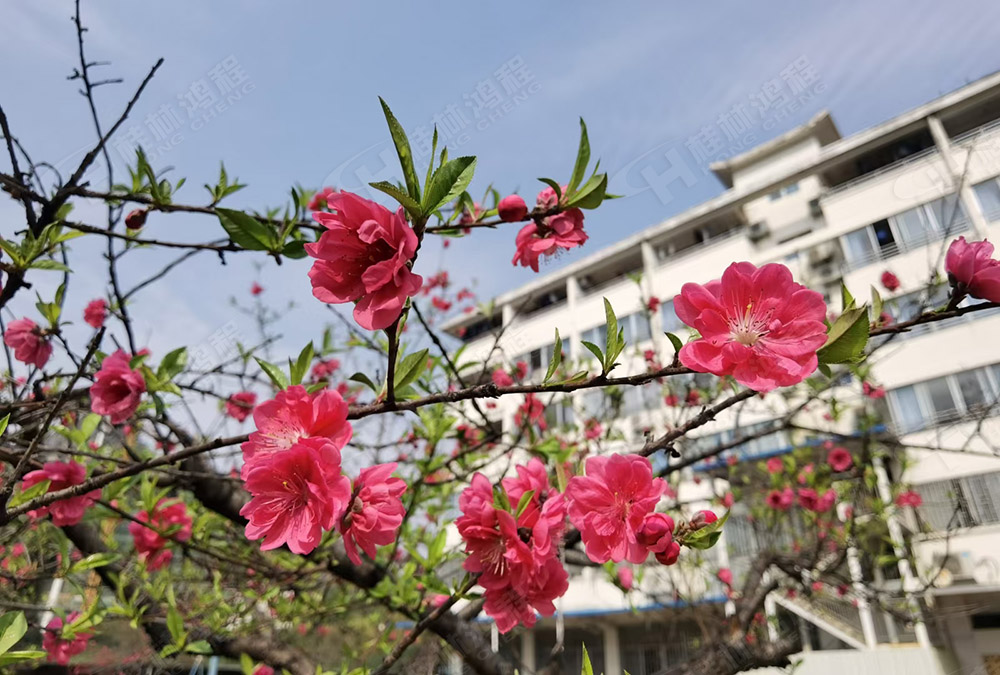 桂林鴻程花團錦簇，滿園春色，邀您一起共賞春景，共商大計！